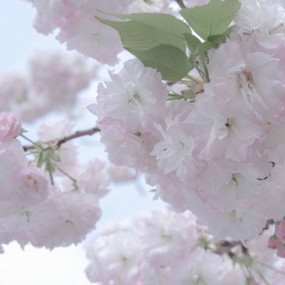 乌兰福瑞交流群